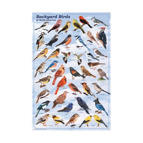 Backyard Birds of North America Poster: North American ...
