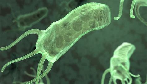 Bacteria Helicobacter pylori: ¿Qué es?   Contagio y ...