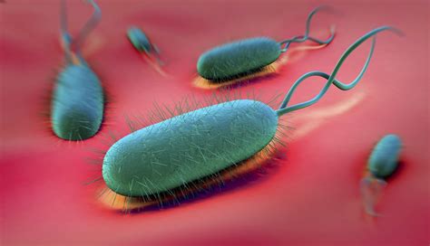 Bacteria Helicobacter pylori Ulcers   YouTube