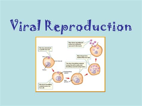 Bacterial & Viral Reproduction