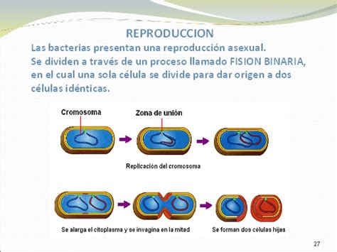Bacterias, definición y clases   Monografias.com