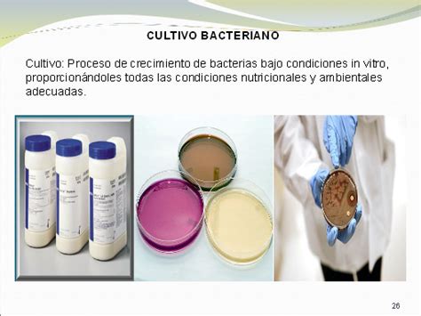 Bacterias, definición y clases   Monografias.com