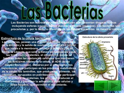 Bacterias protistas hongos