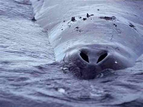 Baleia da Groenlândia | Animais Cultura Mix