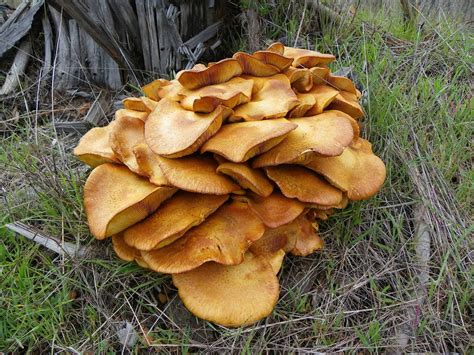 Balingup Fungi   Mushroom Hunting and Identification ...