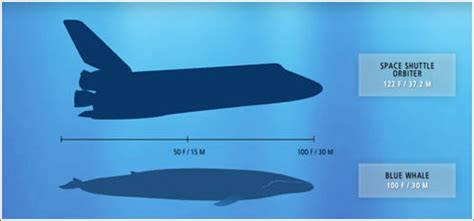 Ballenas azules | Microsiervos  Ecología