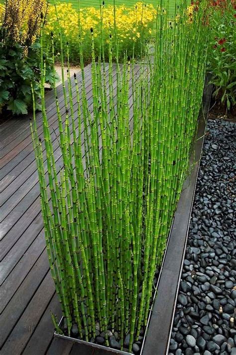 Bamboo garden design ideas   small garden ideas