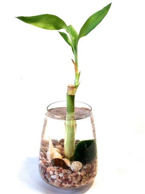 Bamboo Interior Design Ideas | ... pot vase asia water ...