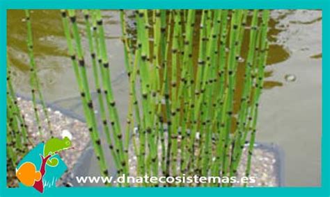 BAMBU ESCOBA Equisetum japonica   7.20€. DNATecosistemas.es