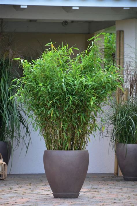Bambú: ideas para decorar tu casa al estilo japones