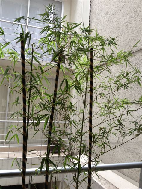 Bambú, planta decorativa para exteriores | Ceiba ArtNature ...