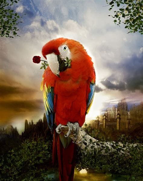 Banco de Imágenes: Guacamaya enamorada   Parrot in love