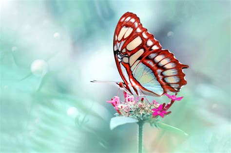 BANCO DE IMÁGENES: Las mariposas más hermosas del mundo ...