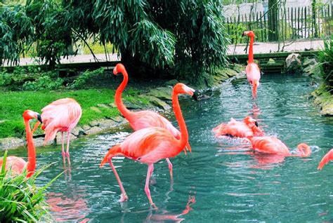 BANCO DE IMÁGENES: Paraíso de los flamingos  Aves exóticas