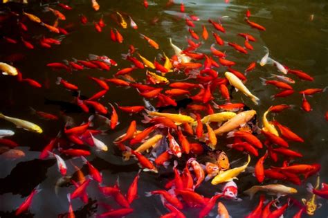 Banco de peces de colores | Descargar Fotos gratis