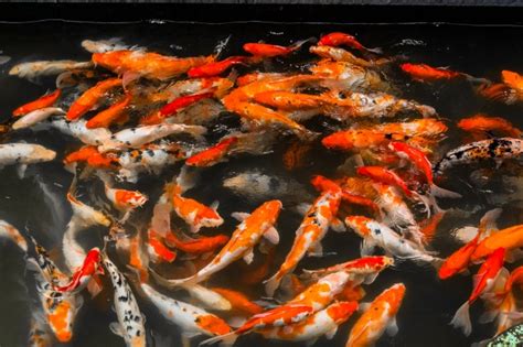 Banco de peces de colores | Descargar Fotos gratis