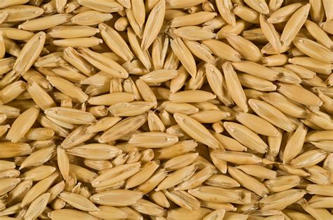 Bannister: a milling quality oat for Western Australia ...