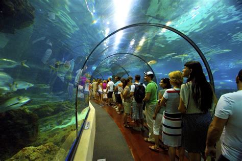 barcelona aquarium busy with visitors | Barcelona Home