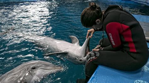 Barcelona perderá sus delfines si no renueva el delfinario ...