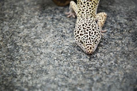 Barcelona Photoblog: Exotic Animals?   A Gecko s Life