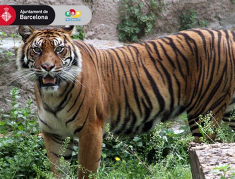 Barcelona Zoo   AttractionTix