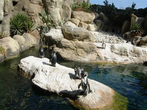 Barcelona Zoo   Practical information, photos and videos ...