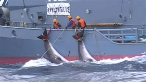 Barcos japoneses matan a 333 ballenas en una nueva caza masiva