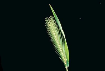 Barley grass | Agriculture and Food