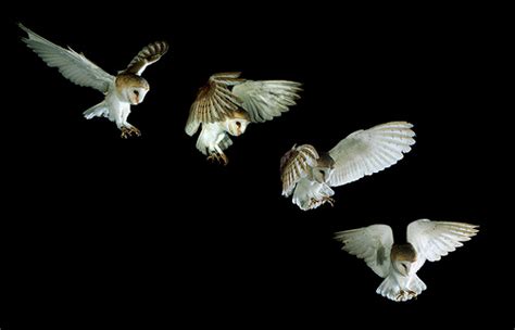 Barn owl landing sequence   Tyto alba | Not a single ...