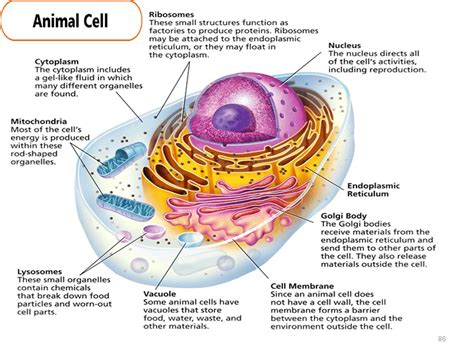 Basic Animal Cell Structure And Function Gallery   How To ...