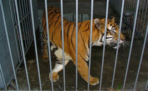 Battle to Free Truck Stop Tiger Continues