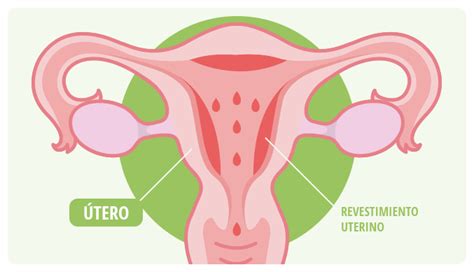 Bayer Conmigo   Conociendo el ciclo menstrual femenino