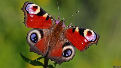 BBC Nature   In pictures: Rare British butterflies