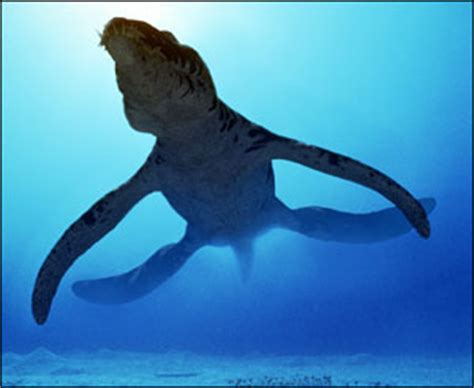 BBC NEWS | Science/Nature | Giant sea fossil unearthed