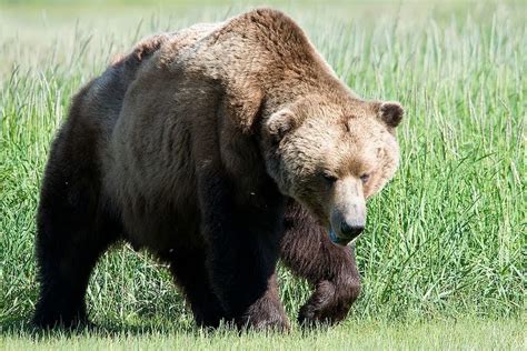 Bear, Brown  Grizzly  – d20PFSRD