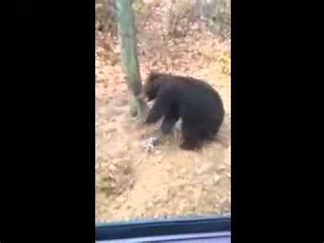 bear caught in raccoon trap   YouTube