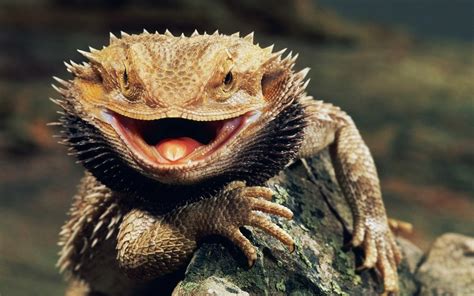 Bearded Dragons images Bearded Dragon HD wallpaper and ...