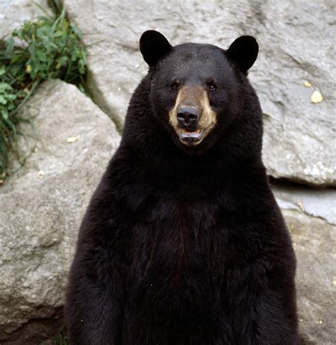 Bears | Alex Kim s Animals Blog