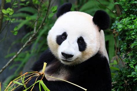 Beautiful and rare pandas: peculiarities you... | Quiz Club