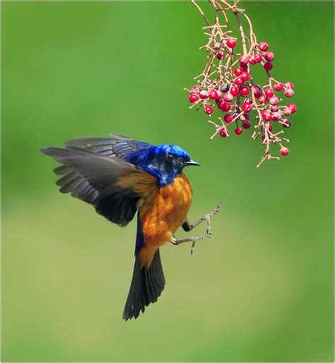 Beautiful Birds   Flying Bird |Photo Dot Com