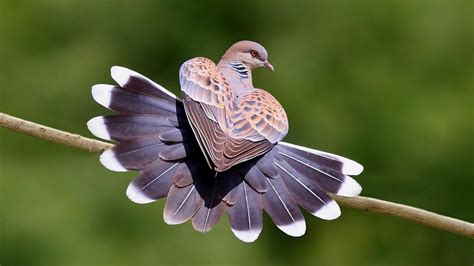 Beautiful Birds HD Pictures in Nature – HD Wallpapers ...