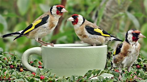 Beautiful Birds in Goldfinch World   The Little Green Bird ...