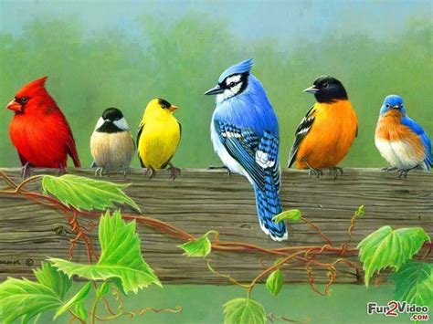Beautiful Birds Picture – WeNeedFun