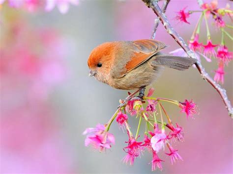 Beautiful Birds Wallpapers HD Pictures | One HD Wallpaper ...