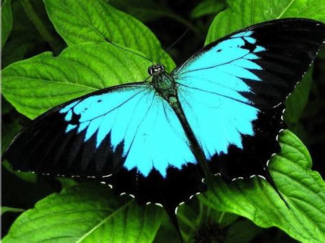 Beautiful Butterflies From Around The World