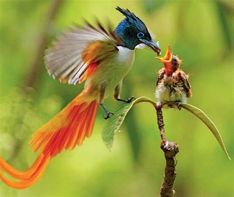Beautiful Color, Beautiful Bird. Birds Of Paradise ...
