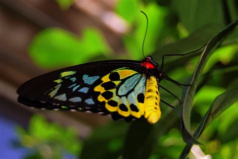 Beautiful Colorful Butterflies | www.imgkid.com   The ...