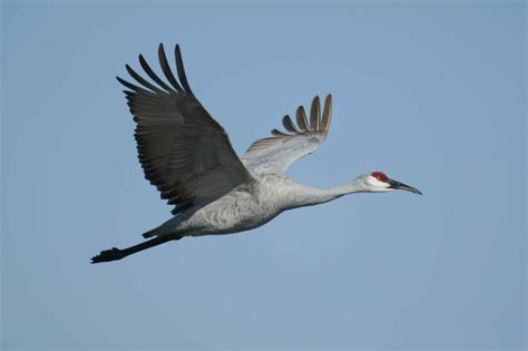 Beautiful crane | Wild Birds | Wild Life
