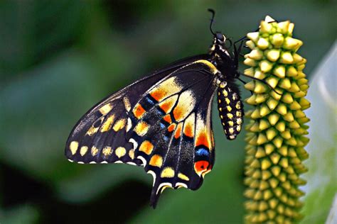 Beautiful Exotic Butterflies | Foto Bugil Bokep 2017