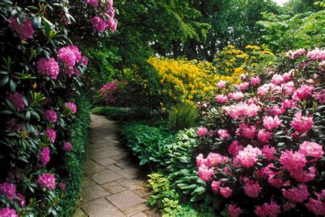 Beautiful flower garden, flower forest cool wallpapers ...